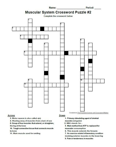 muscular crossword